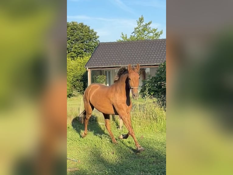 PRE Stute 5 Jahre 165 cm Fuchs in Haren