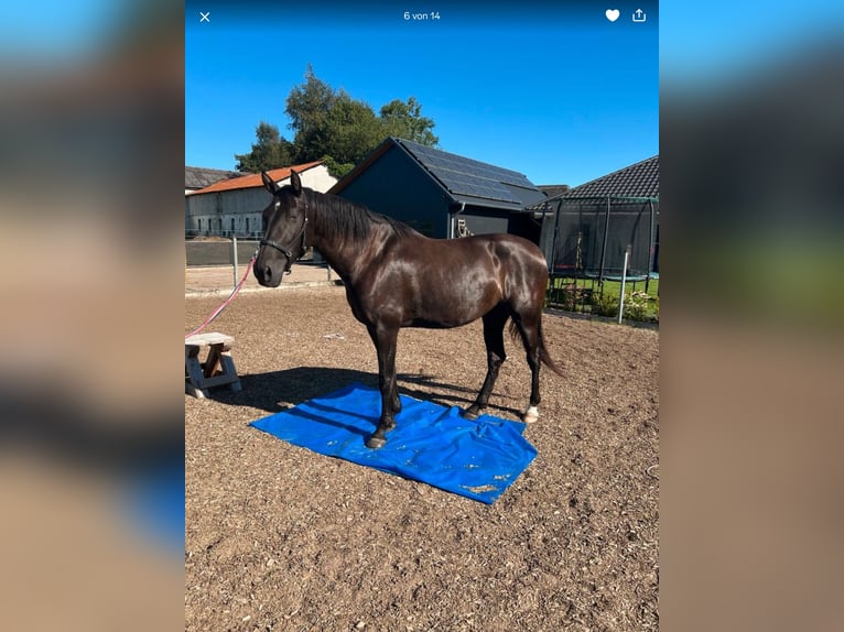PRE Stute 5 Jahre 165 cm Rappe in Ostenfeld (Husum)