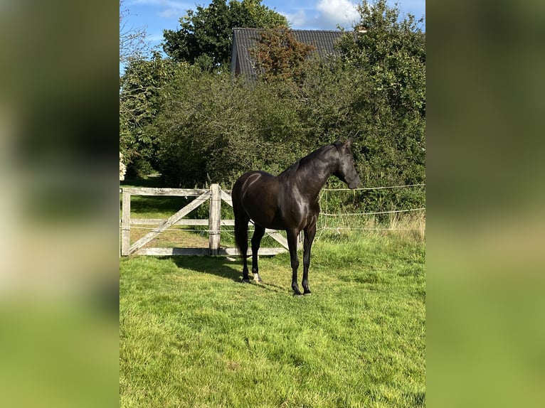 PRE Stute 5 Jahre 165 cm Rappe in Ostenfeld (Husum)