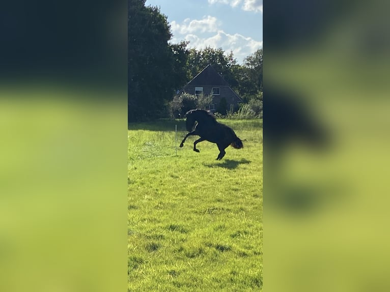 PRE Stute 5 Jahre 165 cm Rappe in Ostenfeld (Husum)