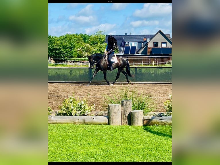 PRE Stute 5 Jahre 165 cm Rappe in Ostenfeld (Husum)