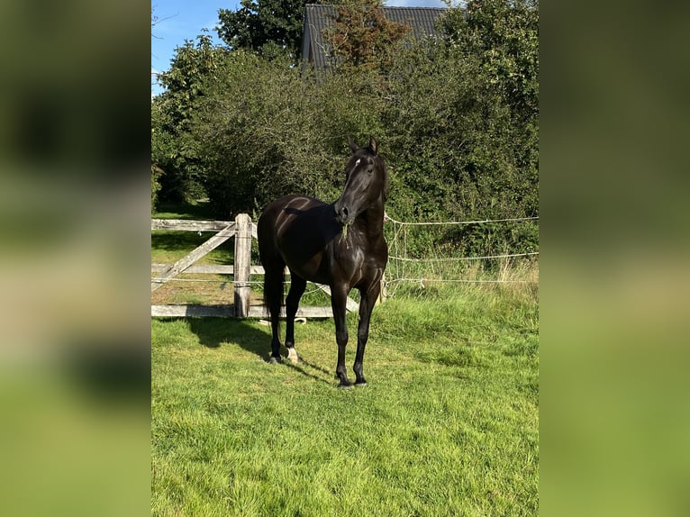 PRE Stute 5 Jahre 165 cm Rappe in Ostenfeld (Husum)