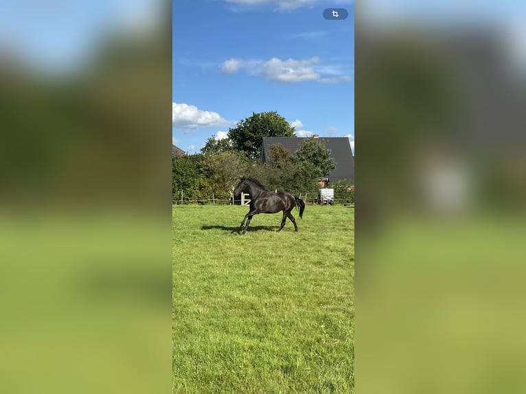 PRE Stute 5 Jahre 165 cm Rappe in Ostenfeld (Husum)