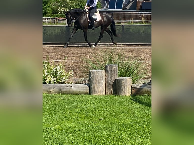 PRE Stute 5 Jahre 165 cm Rappe in Ostenfeld (Husum)