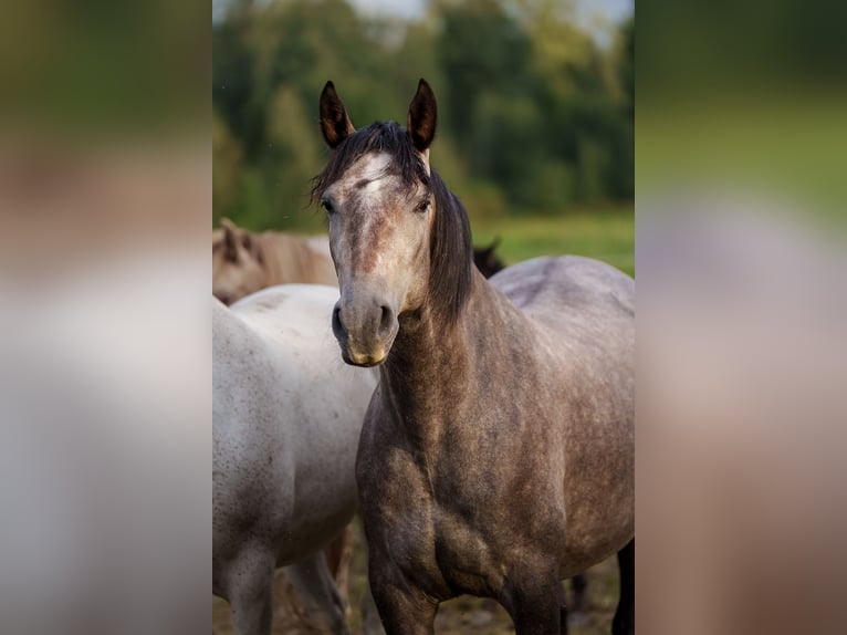 PRE Stute 5 Jahre 165 cm Schimmel in Bautzen
