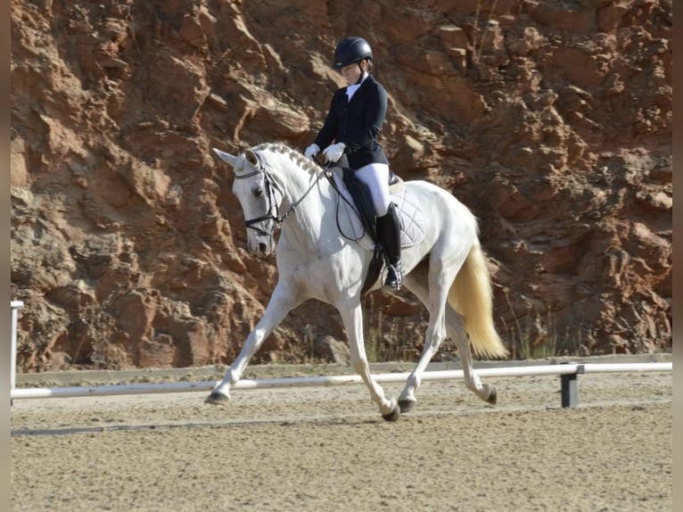 PRE Stute 5 Jahre 165 cm Schimmel in Benalmadena (Pueblo)
