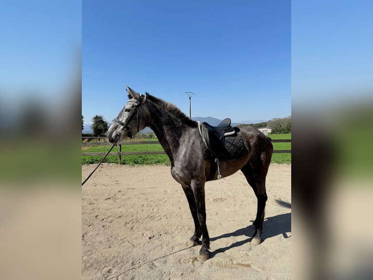 PRE Mix Stute 5 Jahre 165 cm Schimmel in Pins, Els (Banyoles)