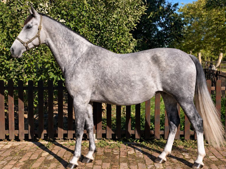 PRE Stute 5 Jahre 165 cm Schimmel in La bruere sur loir