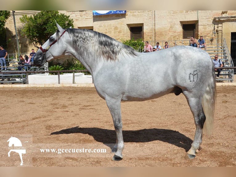 PRE Stute 5 Jahre 165 cm in Badajoz