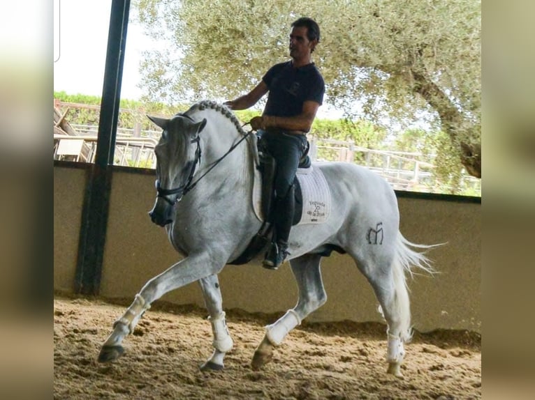 PRE Stute 5 Jahre 165 cm in Badajoz