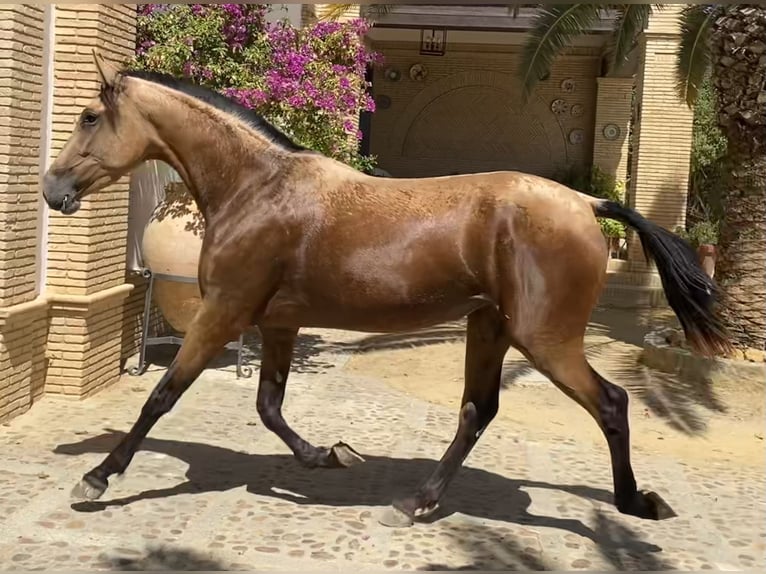 PRE Mix Stute 5 Jahre 166 cm Falbe in Fuentes De Andalucia