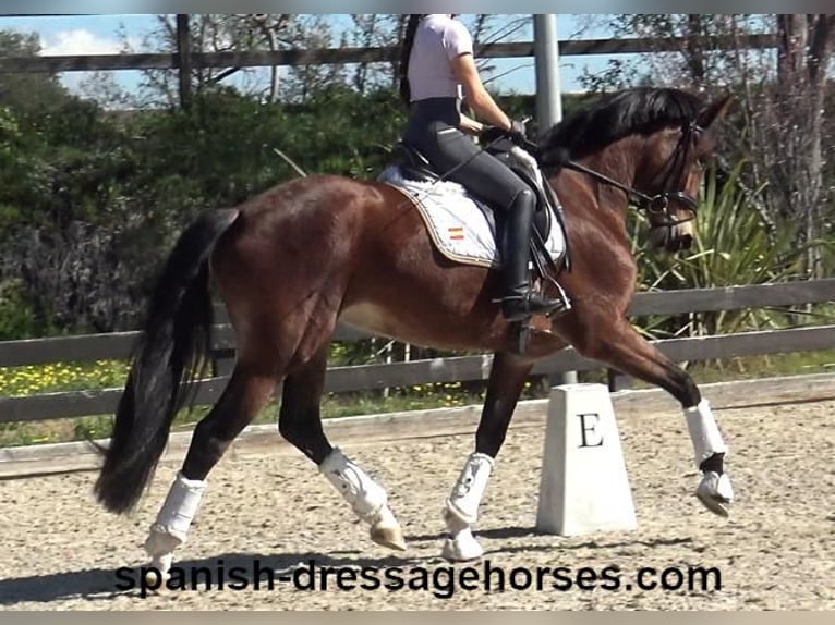 PRE Mix Stute 5 Jahre 167 cm Brauner in Barcelona