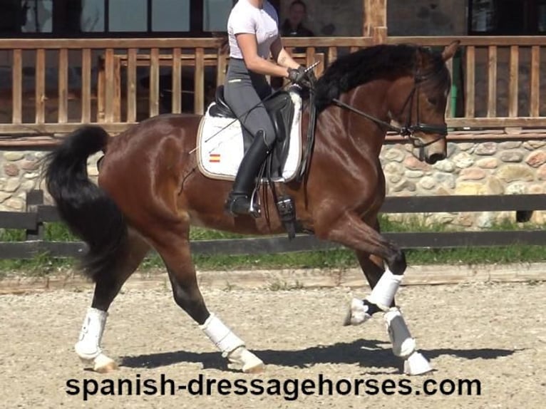 PRE Mix Stute 5 Jahre 167 cm Brauner in Barcelona