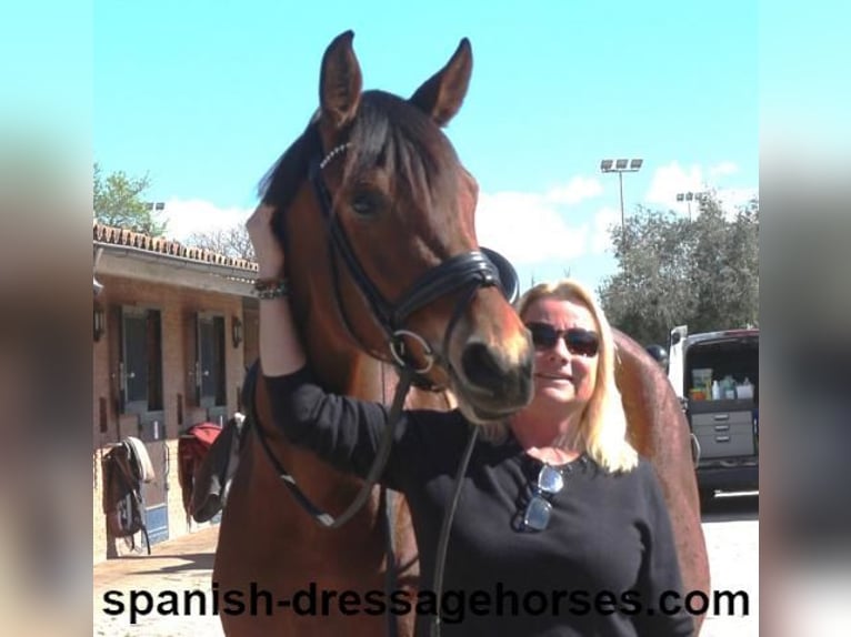 PRE Mix Stute 5 Jahre 167 cm Brauner in Barcelona