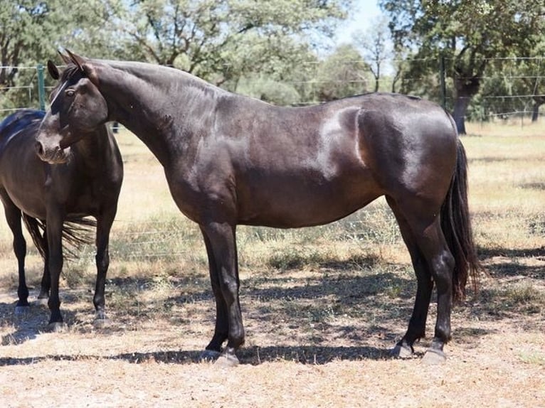 PRE Mix Stute 5 Jahre 167 cm Rappe in Navas Del Madroño