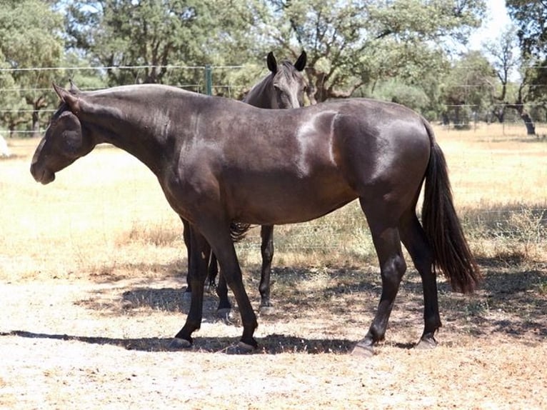 PRE Mix Stute 5 Jahre 167 cm Rappe in Navas Del Madroño