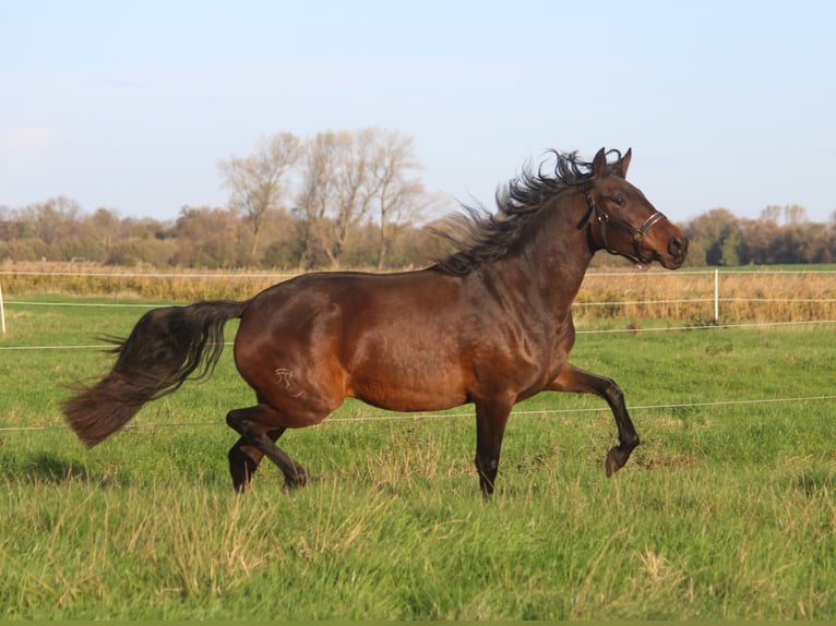 PRE Stute 5 Jahre 168 cm Dunkelbrauner in Wremen