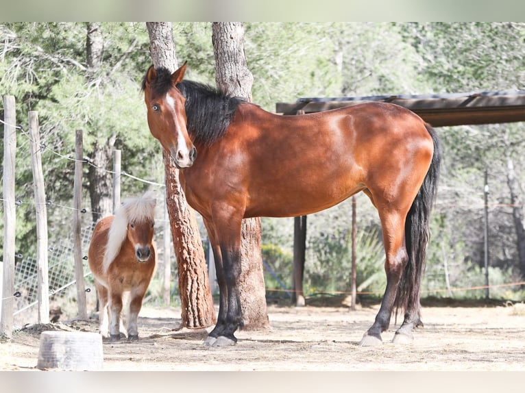 PRE Mix Stute 5 Jahre 168 cm Rotbrauner in Alcoi/Alcoy