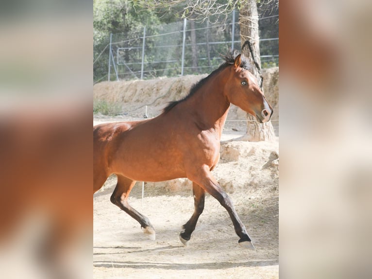 PRE Mix Stute 5 Jahre 168 cm Rotbrauner in Alcoi/Alcoy