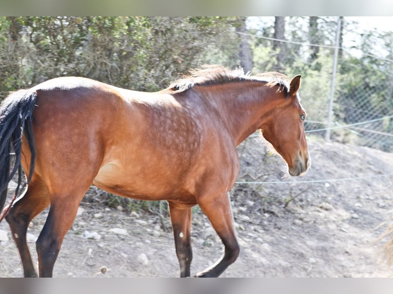 PRE Mix Stute 5 Jahre 168 cm Rotbrauner in Alcoi/Alcoy