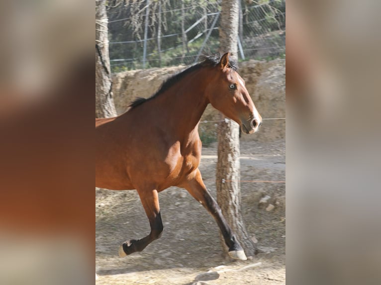 PRE Mix Stute 5 Jahre 168 cm Rotbrauner in Alcoi/Alcoy