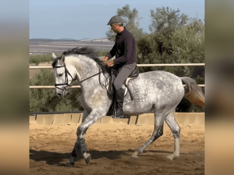 PRE Mix Stute 5 Jahre 168 cm Schimmel in Badajoz