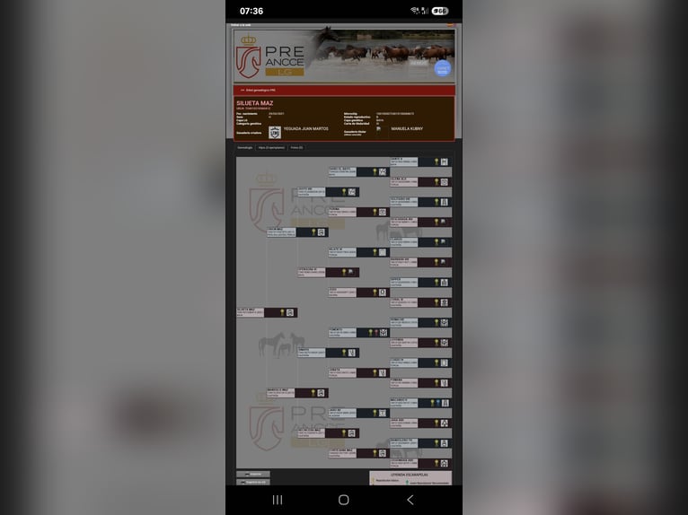 PRE Stute 5 Jahre 169 cm Buckskin in Klettgau-Bühl