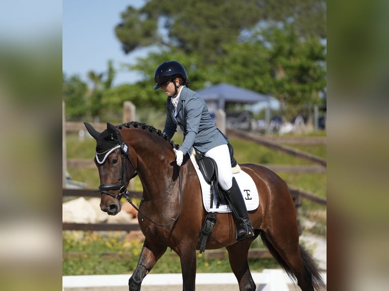 PRE Stute 5 Jahre 170 cm Brauner in Turís