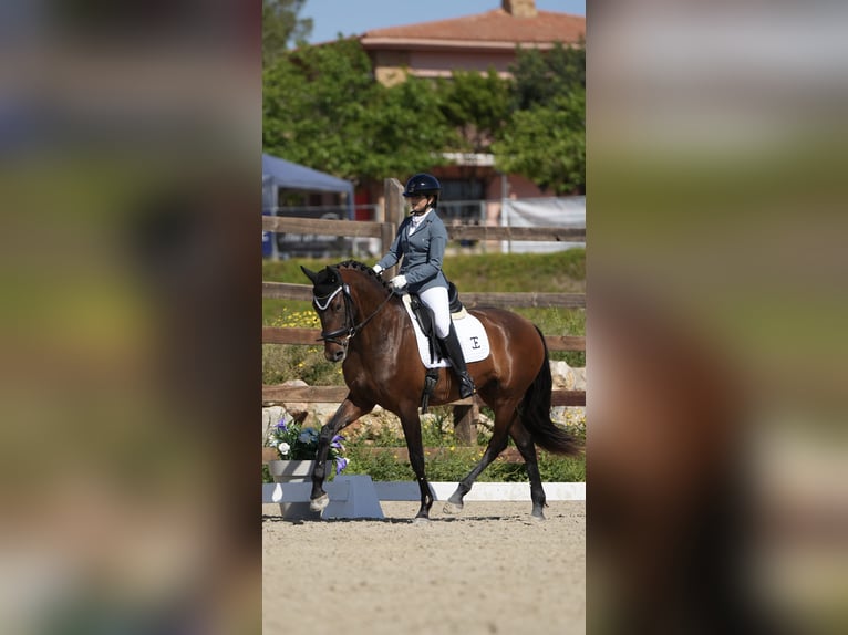 PRE Stute 5 Jahre 170 cm Brauner in Turís