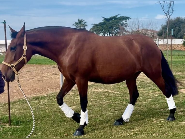 PRE Mix Stute 5 Jahre 170 cm Hellbrauner in Mijas