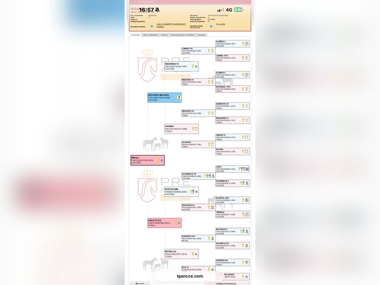 PRE Mix Stute 5 Jahre 170 cm Hellbrauner in Mijas