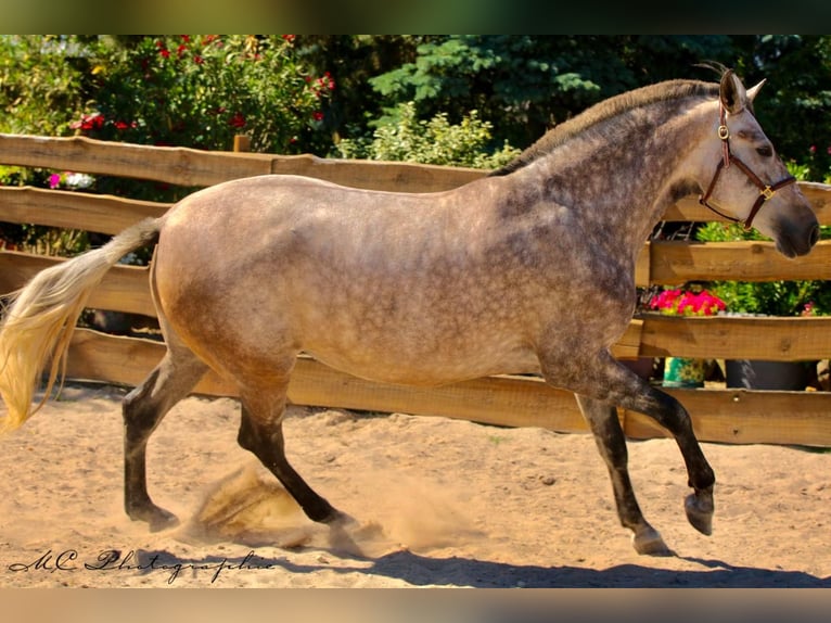 PRE Mix Stute 5 Jahre 171 cm Braunfalbschimmel in Polenz