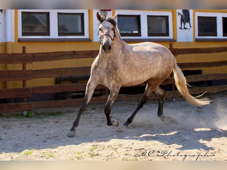 PRE Mix Stute 5 Jahre 171 cm Braunfalbschimmel in Polenz