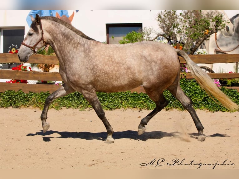 PRE Mix Stute 5 Jahre 171 cm Braunfalbschimmel in Polenz