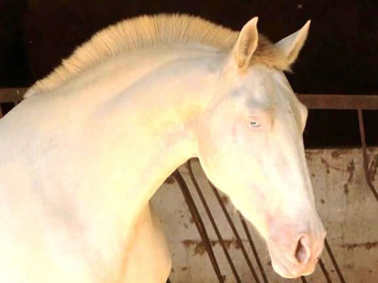 PRE Mix Stute 5 Jahre 171 cm Perlino in Navas Del Madroño