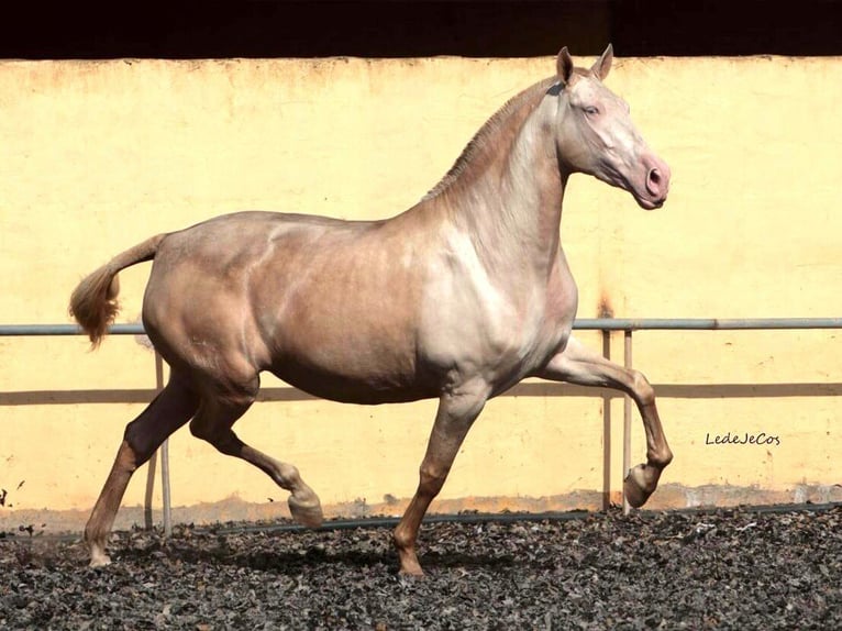 PRE Mix Stute 5 Jahre 171 cm Perlino in Navas Del Madroño