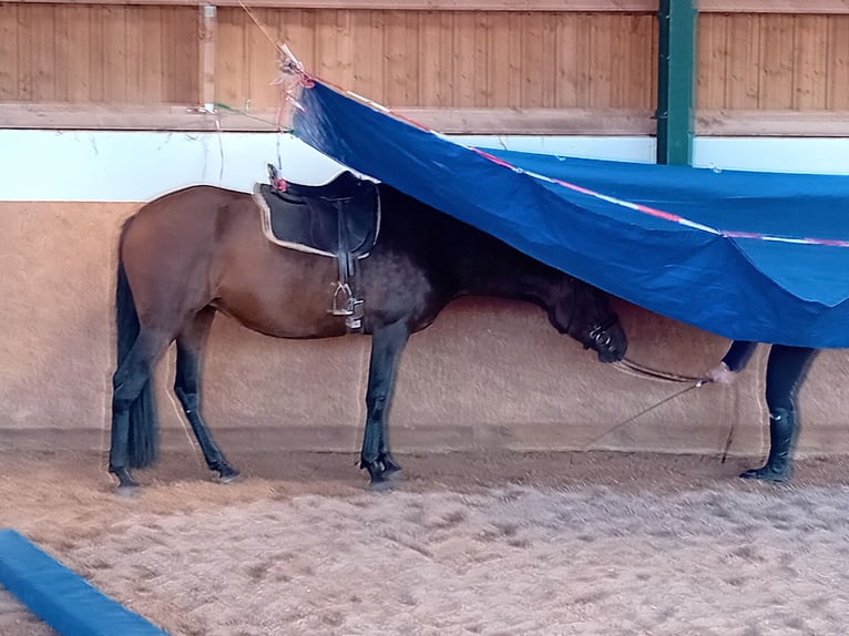 PRE Stute 5 Jahre 172 cm Brauner in Kenn