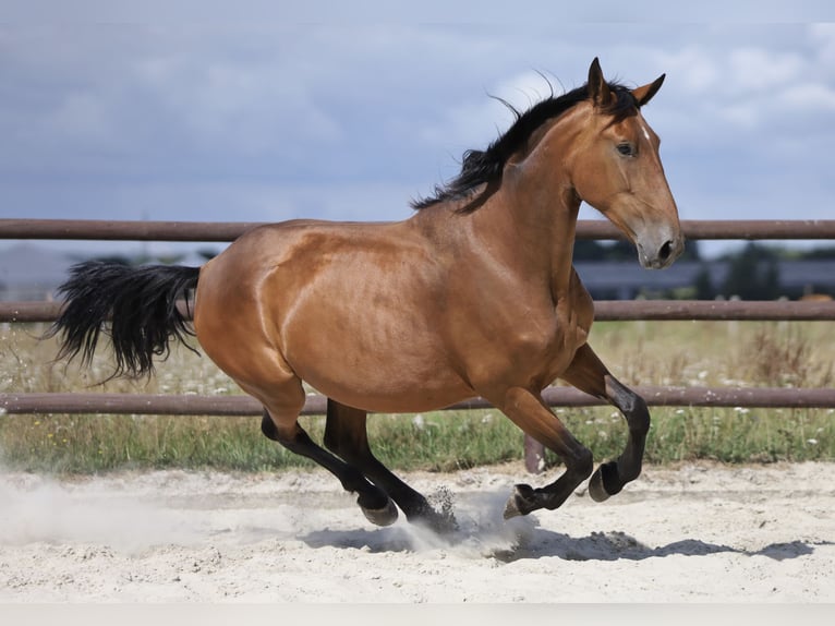 PRE Mix Stute 5 Jahre 174 cm Brauner in Bissendorf
