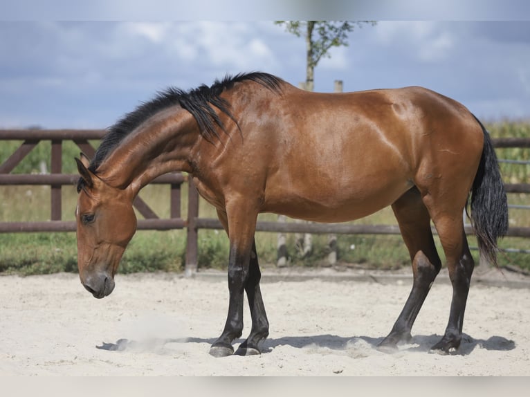 PRE Mix Stute 5 Jahre 174 cm Brauner in Bissendorf