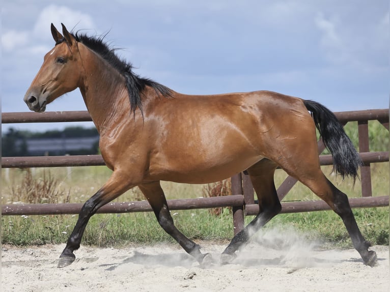 PRE Mix Stute 5 Jahre 174 cm Brauner in Bissendorf