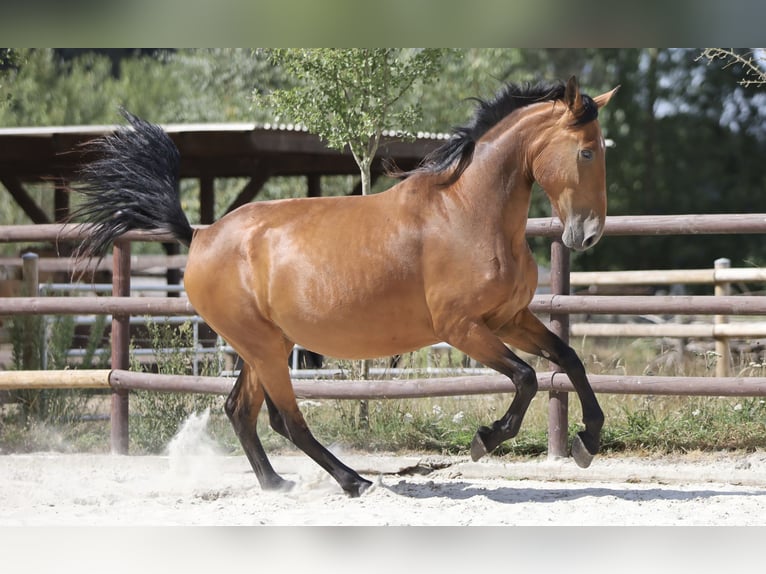 PRE Mix Stute 5 Jahre 174 cm Brauner in Bissendorf