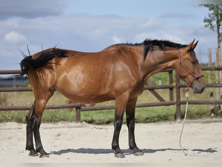PRE Mix Stute 5 Jahre 174 cm Brauner in Bissendorf