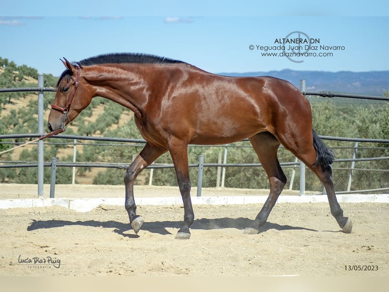 PRE Mix Stute 5 Jahre 177 cm Brauner in Arjona