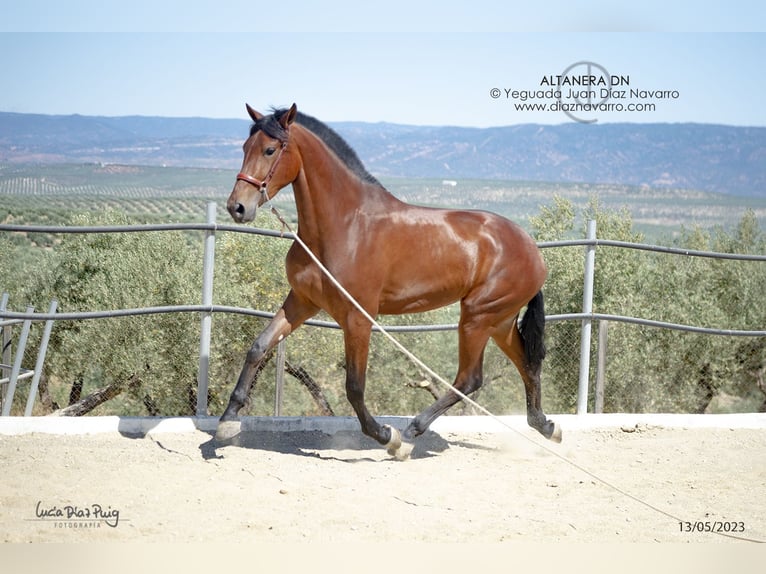 PRE Mix Stute 5 Jahre 177 cm Brauner in Arjona