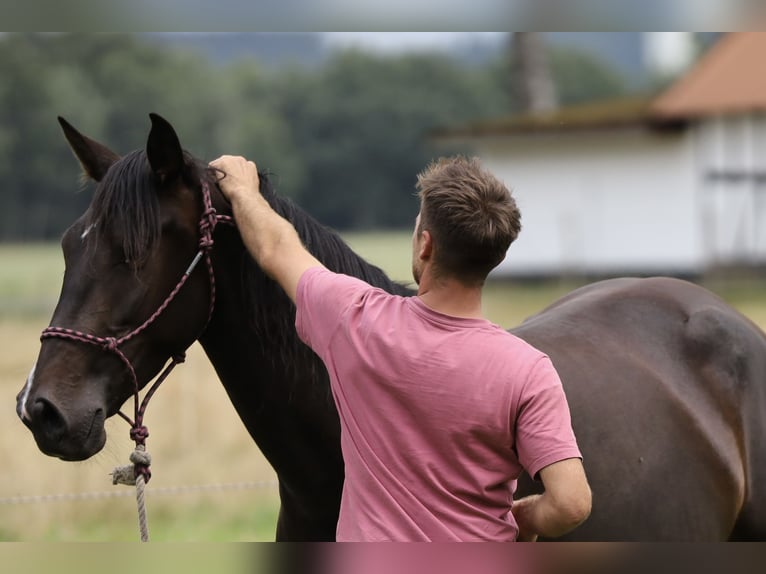 PRE Mix Stute 5 Jahre Brauner in Bissendorf