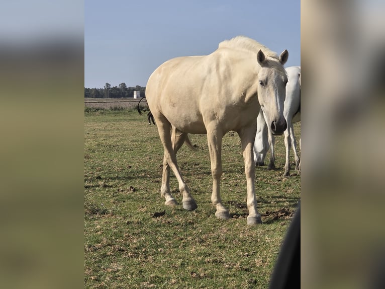PRE Stute 5 Jahre Palomino in La Puebla Del Rio