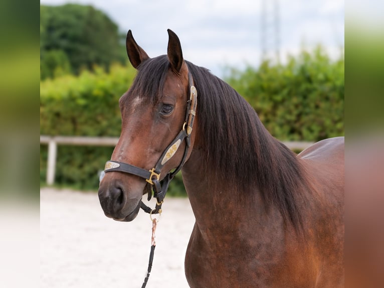 PRE Mix Stute 6 Jahre 153 cm Dunkelbrauner in Neustadt (Wied)