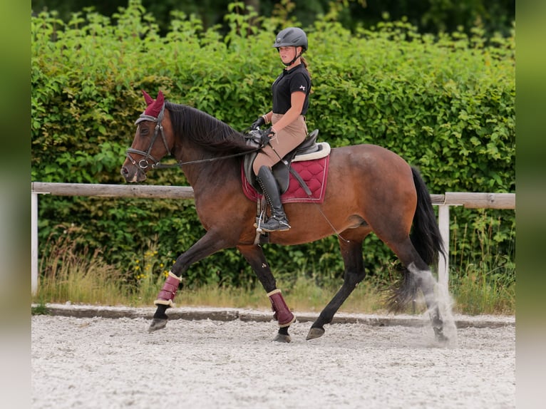 PRE Mix Stute 6 Jahre 153 cm Dunkelbrauner in Neustadt (Wied)