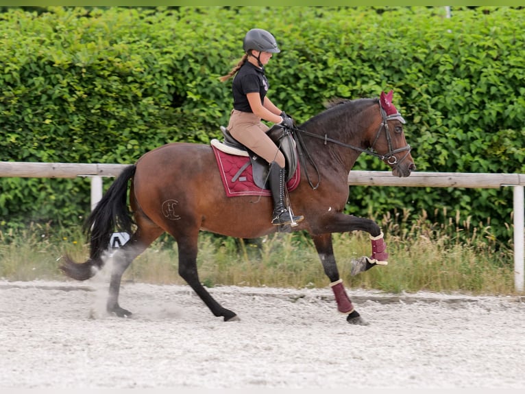 PRE Mix Stute 6 Jahre 153 cm Dunkelbrauner in Neustadt (Wied)