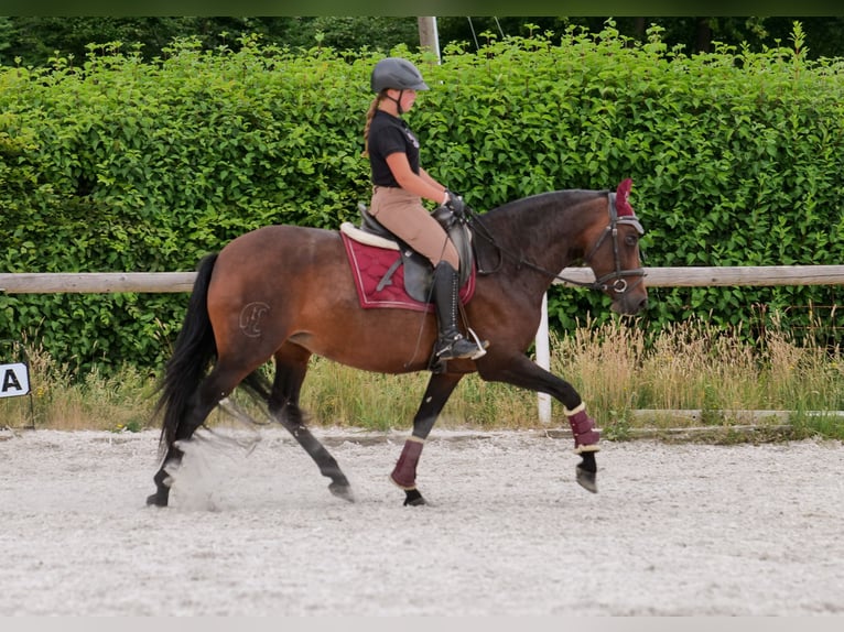 PRE Mix Stute 6 Jahre 153 cm Dunkelbrauner in Neustadt (Wied)